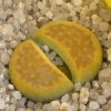 Vai alla scheda di Lithops hallii v. ochracea cv. green soapstone