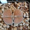 Vai alla scheda di Lithops hookeri