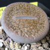 Vai alla scheda di Lithops hookeri v. marginata