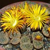 Vai alla scheda di Lithops hookeri v. susannae