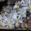 Vai alla scheda di Lithops julii