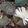 Vai alla scheda di Lithops julii cv. fuscous form