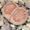 Vai alla scheda di Lithops julii cv. kikusho giyoku
