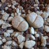 Vai alla scheda di Lithops julii ssp. fulleri