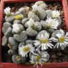 Vai alla scheda di Lithops karasmontana