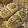 Vai alla scheda di Lithops karasmontana ssp. bella