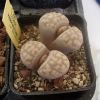 Vai alla scheda di Lithops karasmontana ssp. eberlanzii