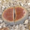 Vai alla scheda di Lithops karasmontana v. lateritia