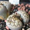 Vai alla scheda di Lithops karasmontana v. lericheana