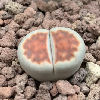 Vai alla scheda di Lithops karasmontana v. mickbergensis cv. red tops