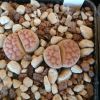 Vai alla scheda di Lithops karasmontana v. tischeri