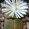 Vai alla scheda di Lithops lesliei cv. albinica