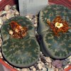 Vai alla scheda di Lithops lesliei cv. luteoviridis