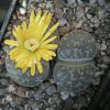 Vai alla scheda di Lithops lesliei f. pietersburg