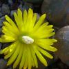 Vai alla scheda di Lithops lesliei f. warrenton