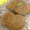 Vai alla scheda di Lithops lesliei v. hornii