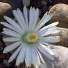 Vai alla scheda di Lithops lesliei v. minor cv. witblom