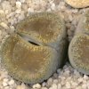 Vai alla scheda di Lithops lesliei v. venteri