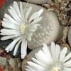 Vai alla scheda di Lithops marmorata