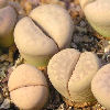 Vai alla scheda di Lithops meyeri