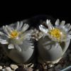 Vai alla scheda di Lithops optica