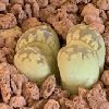 Vai alla scheda di Lithops otzeniana cv. aquamarine