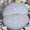 Vai alla scheda di Lithops pseudotruncatella ssp. volkii