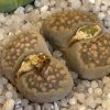 Vai alla scheda di Lithops salicola f. maculata