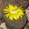 Vai alla scheda di Lithops schwantesii