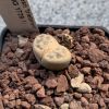 Vai alla scheda di Lithops schwantesii cv. triebneri