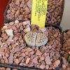 Vai alla scheda di Lithops schwantesii v. urikosensis