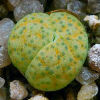 Vai alla scheda di Lithops gesinae v. annae