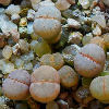 Vai alla scheda di Lithops julii