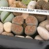 Vai alla scheda di Lithops summitatum