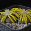 Vai alla scheda di Lithops terricolor