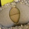 Vai alla scheda di Lithops vallis-mariae