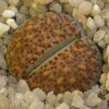 Vai alla scheda di Lithops verruculosa