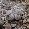 Vai alla scheda di Lithops verruculosa v. glabra