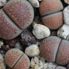 Vai alla scheda di Lithops villetii v. deboeri