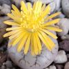 Vai alla scheda di Lithops werneri