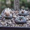 Vai alla scheda di Lophophora alberto-vojtechii