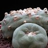 Vai alla scheda di Lophophora diffusa