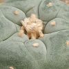 Vai alla scheda di Lophophora diffusa cv. yatagai