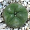 Vai alla scheda di Lophophora diffusa v. swobodaiana