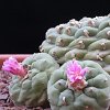 Vai alla scheda di Lophophora fricii