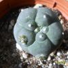 Vai alla scheda di Lophophora fricii cv. kikko