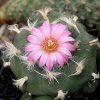 Vai alla scheda di Lophophora jourdaniana