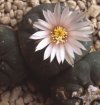 Vai alla scheda di Lophophora koehresii