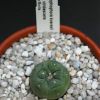 Vai alla scheda di Lophophora koehresii v. viridescens