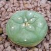 Vai alla scheda di Lophophora lutea